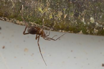 Media type: image; Invertebrate Zoology 144146